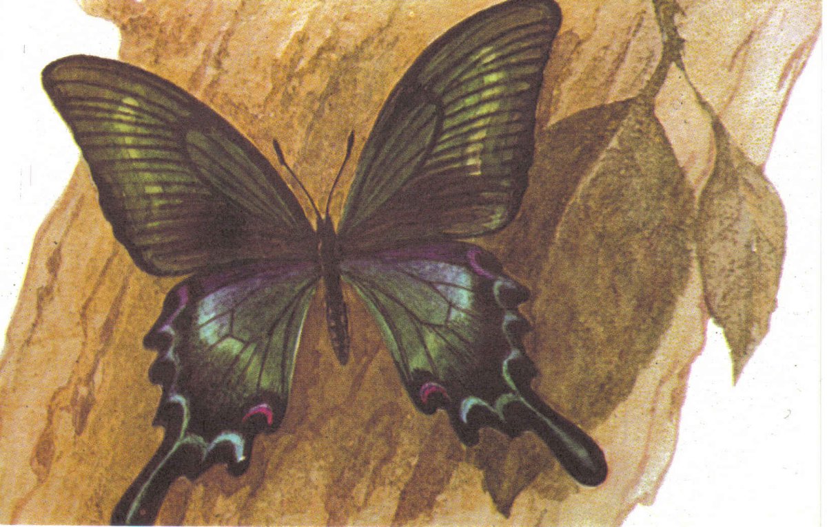 Хвостоносец Бианор