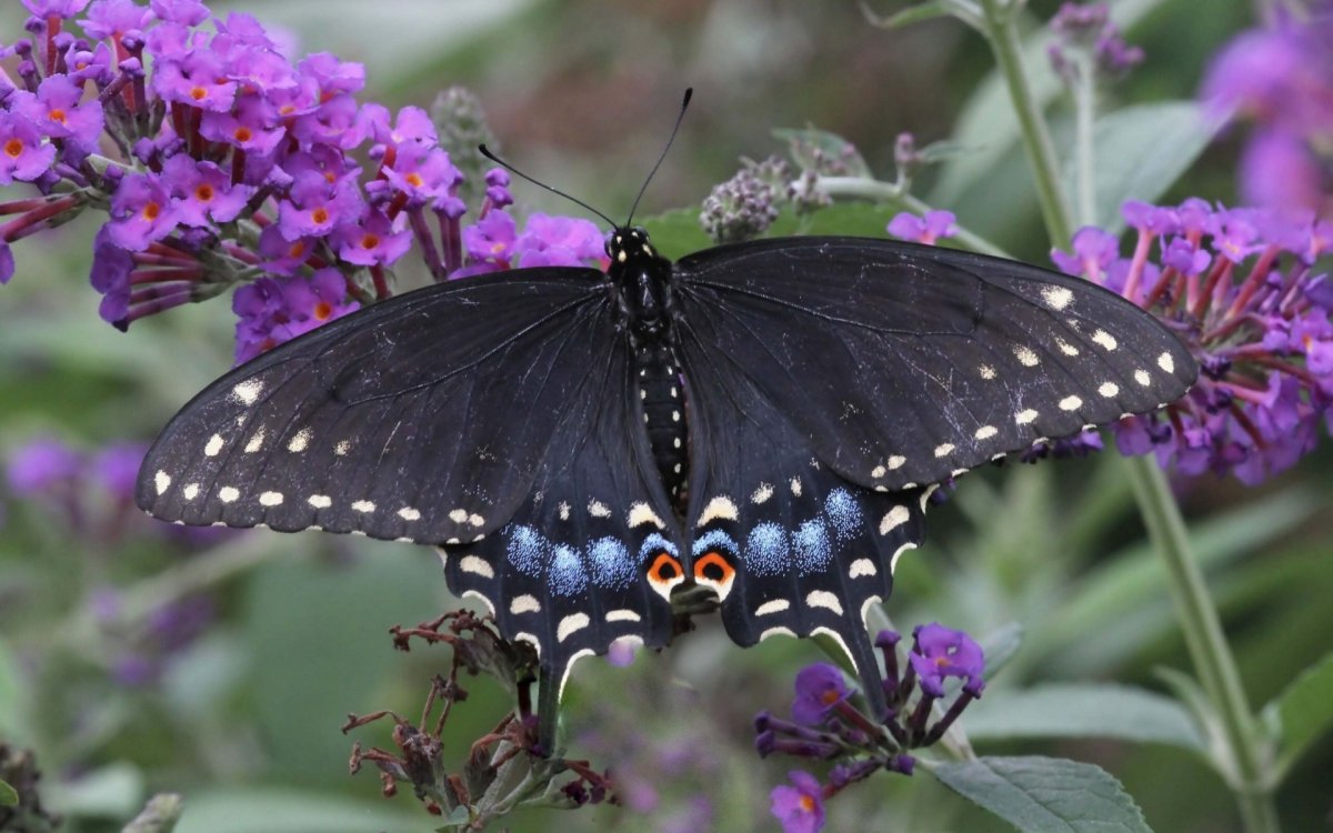 Papilio Polyxenes бабочка