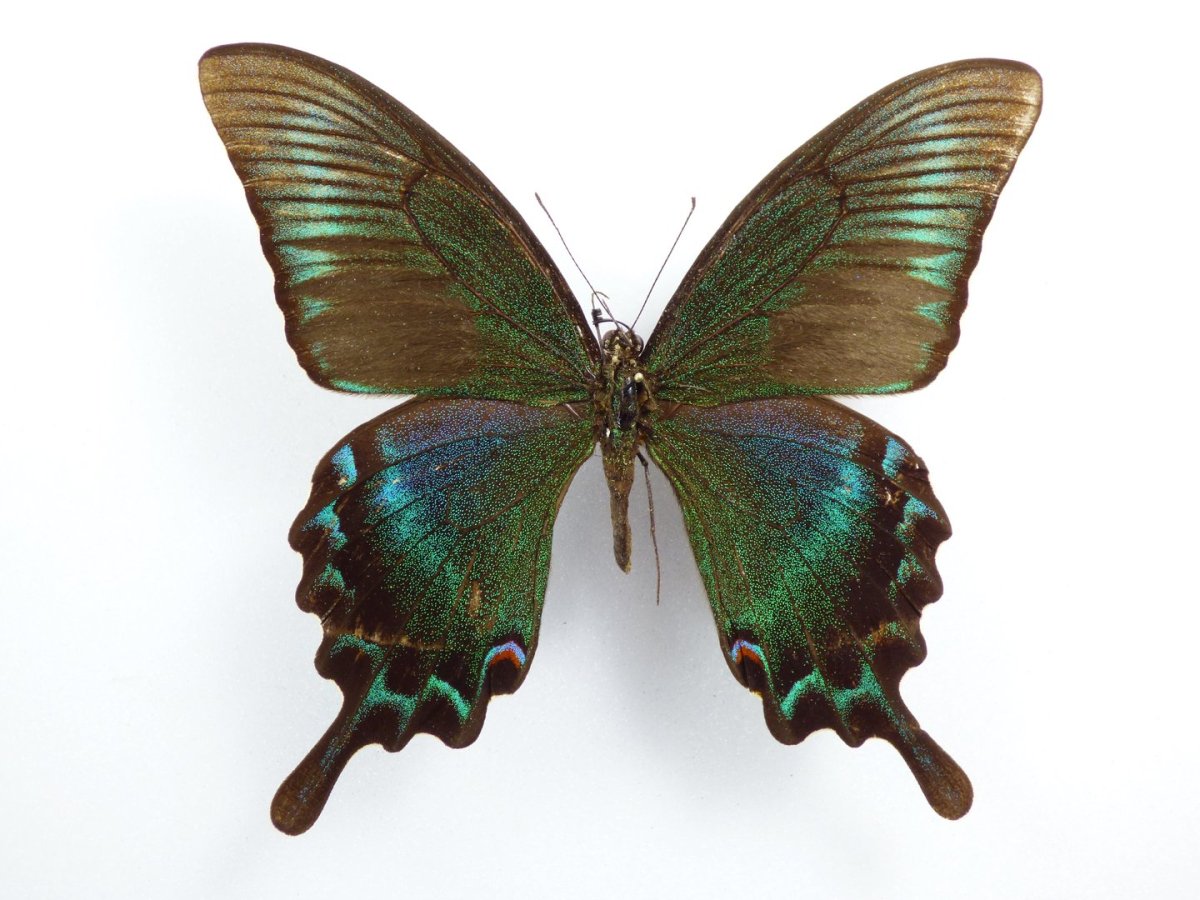 Papilio maackii