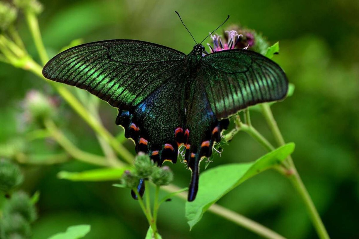 Махаон Маака Хвостоносец