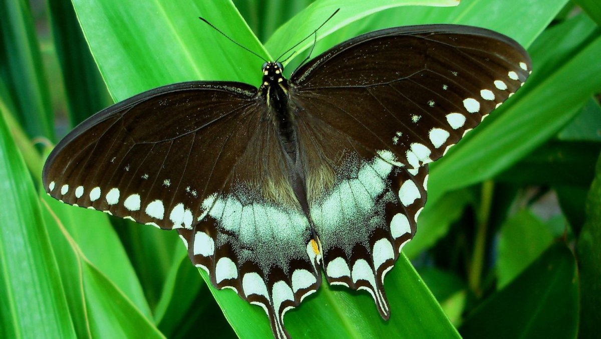 Анисовая бабочка парусник