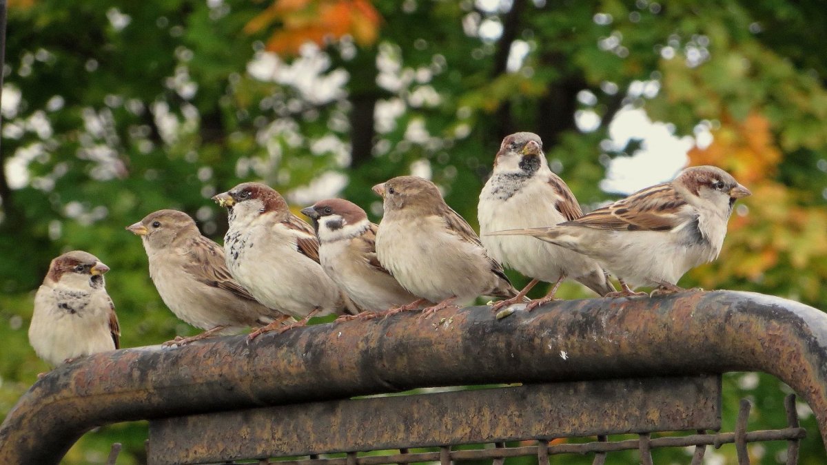 Воробьи много