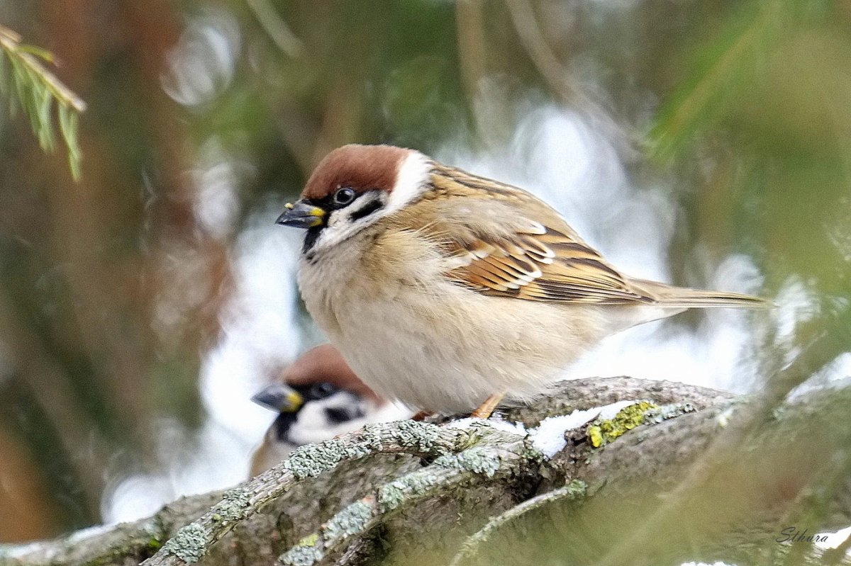 Красноголовый Воробей