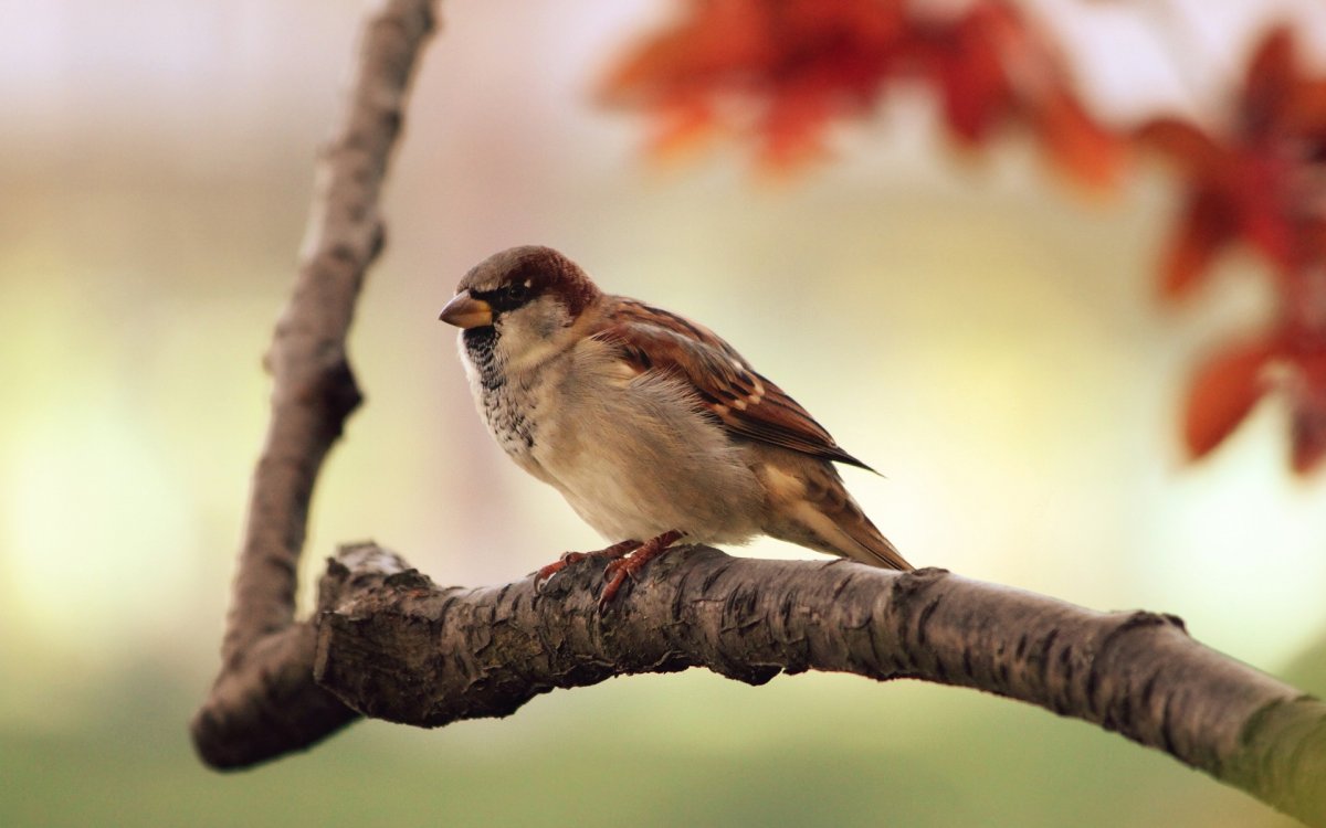 Воробей на ветке картинка для детей