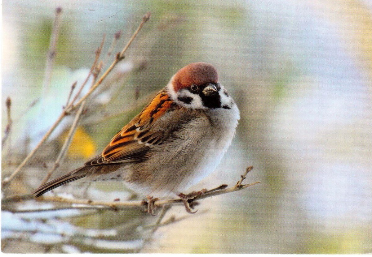 Воробей российский