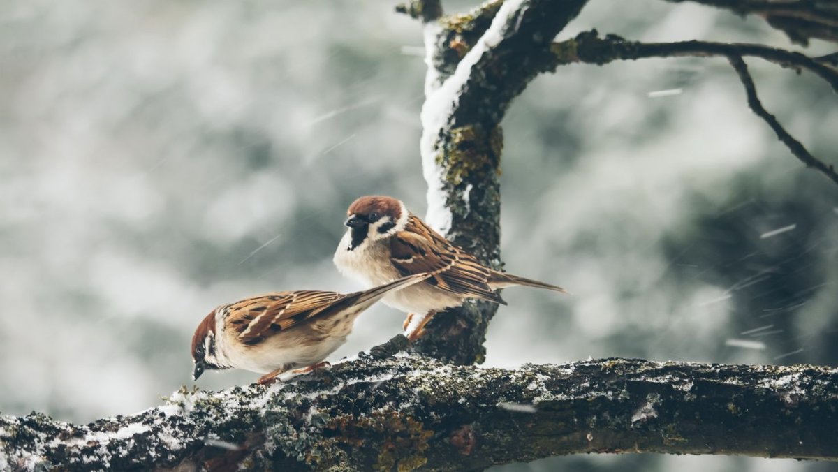 Воробей на ветке