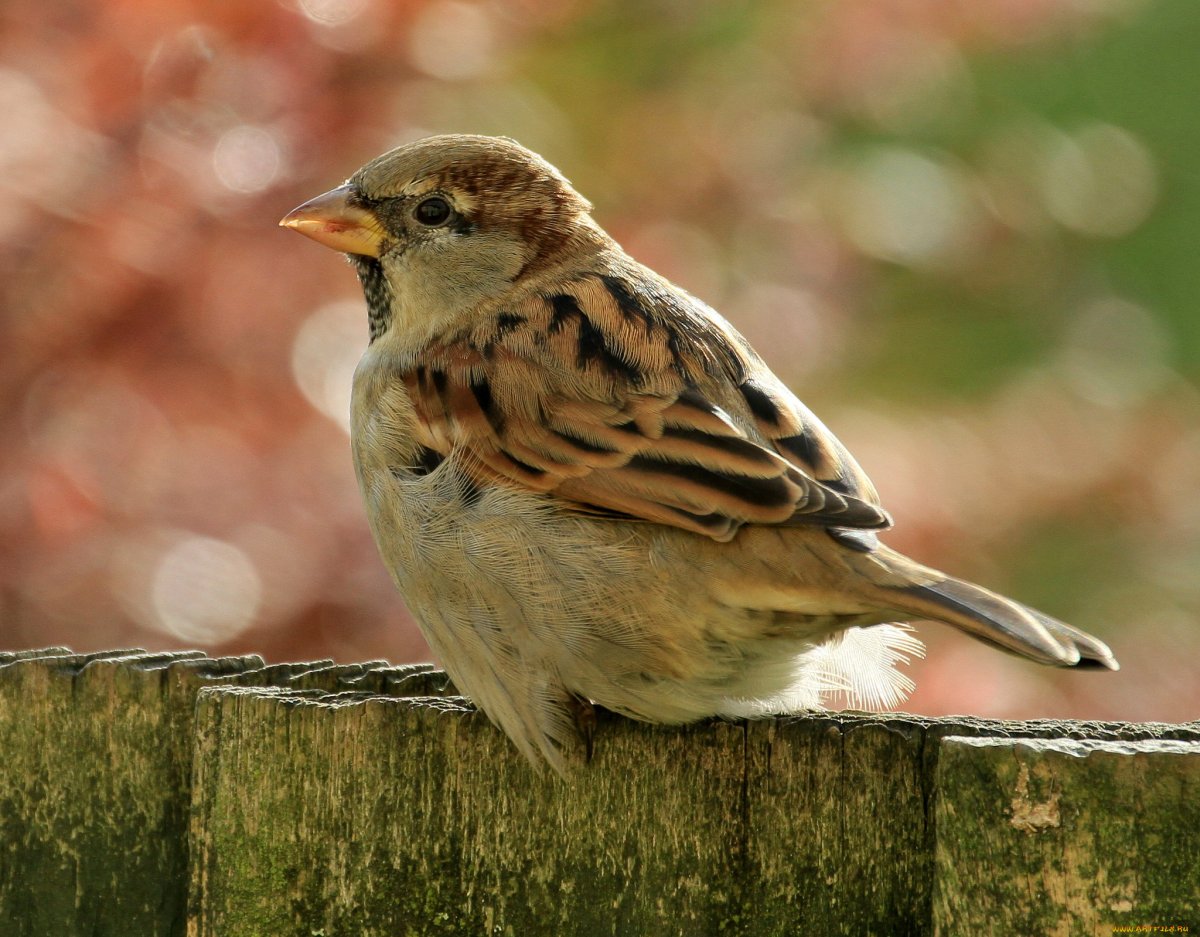 Храбрый Воробей