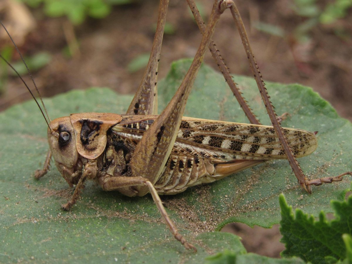 Кузнечик серый (Decticus verrucivorus)