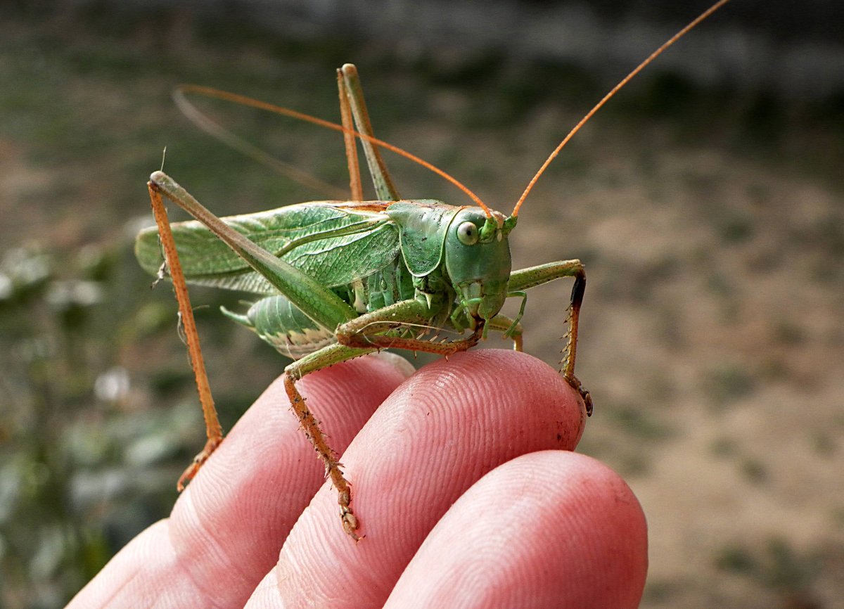 Сверчок стеблевой Дальневосточный