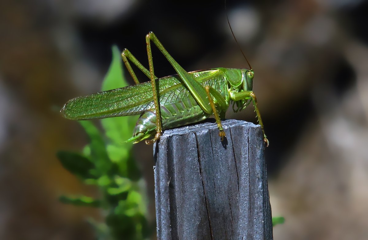 Кузнечик зеленый обыкновенный