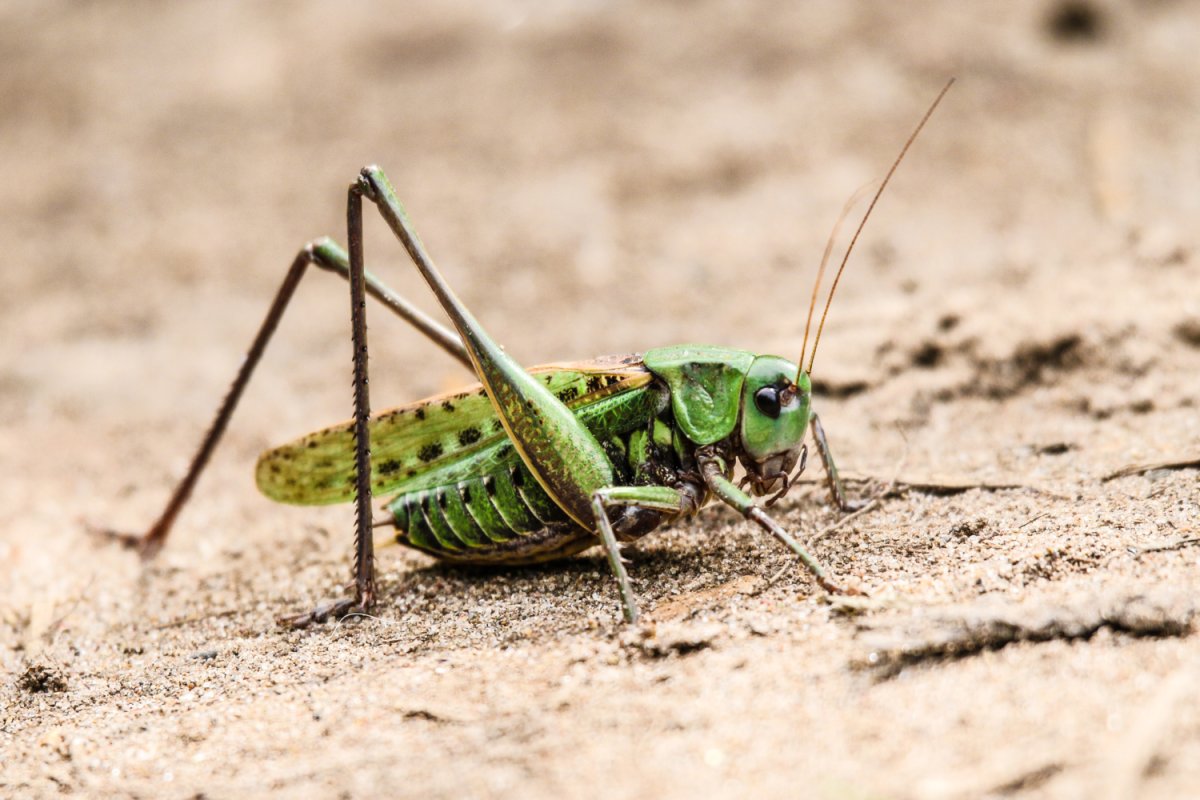 Пестрый кузнечик