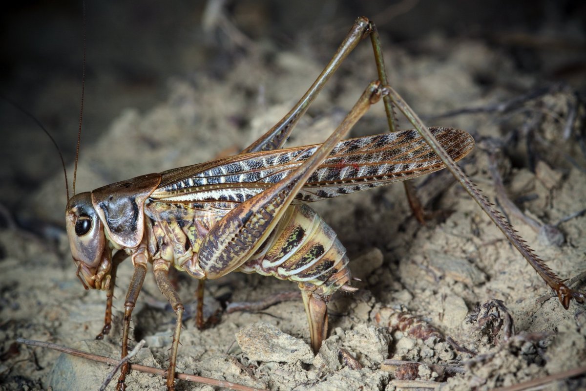 Яйцеклад кузнечика