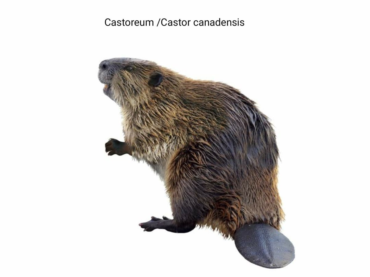 Бобры усатые