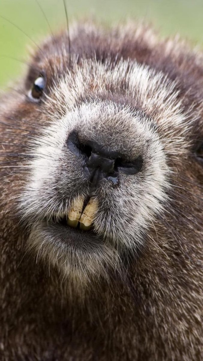 Морская выдра калан милая