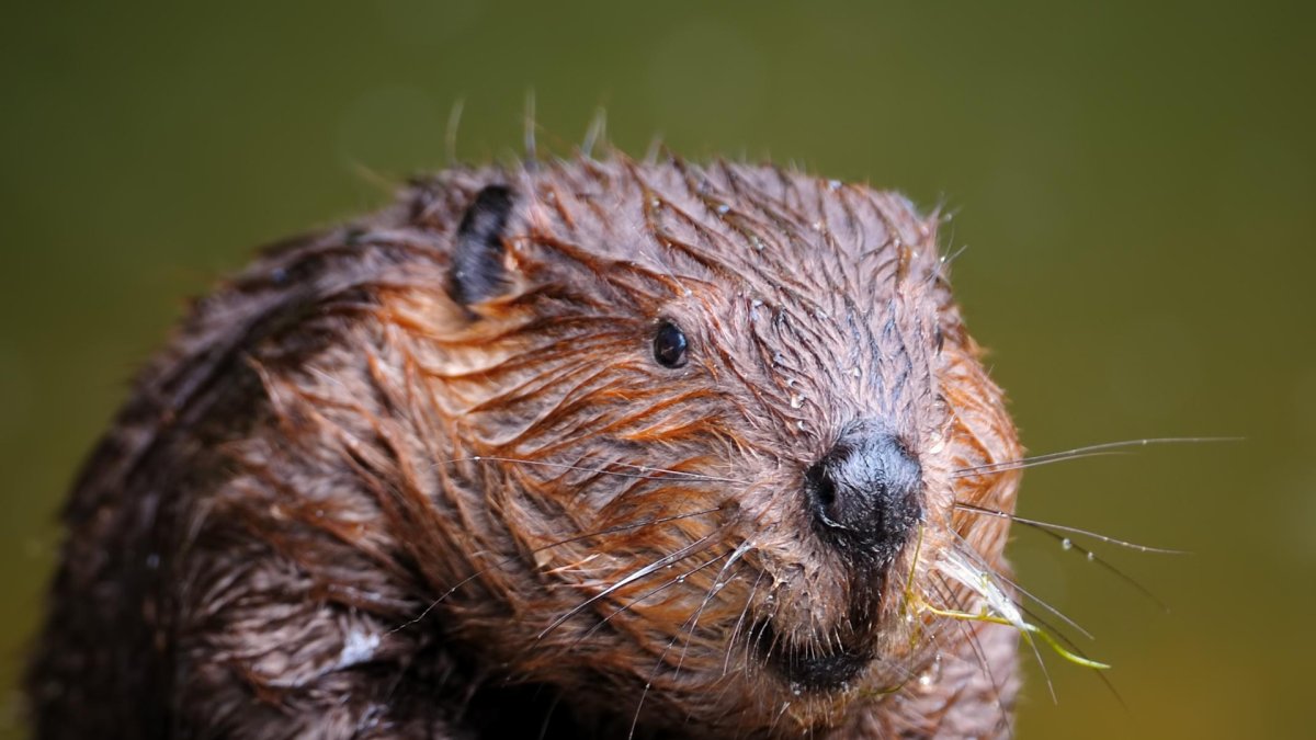 Лысая капибара