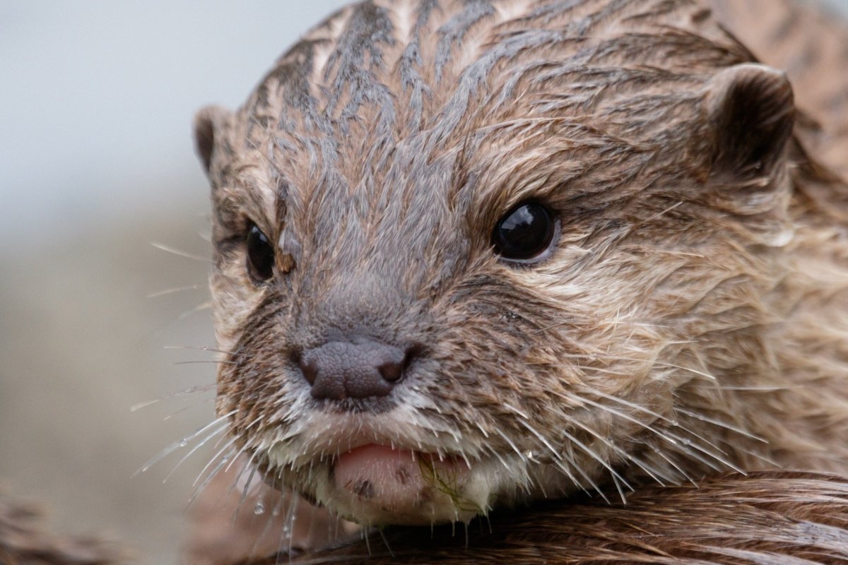 Бобры в Воронежской области