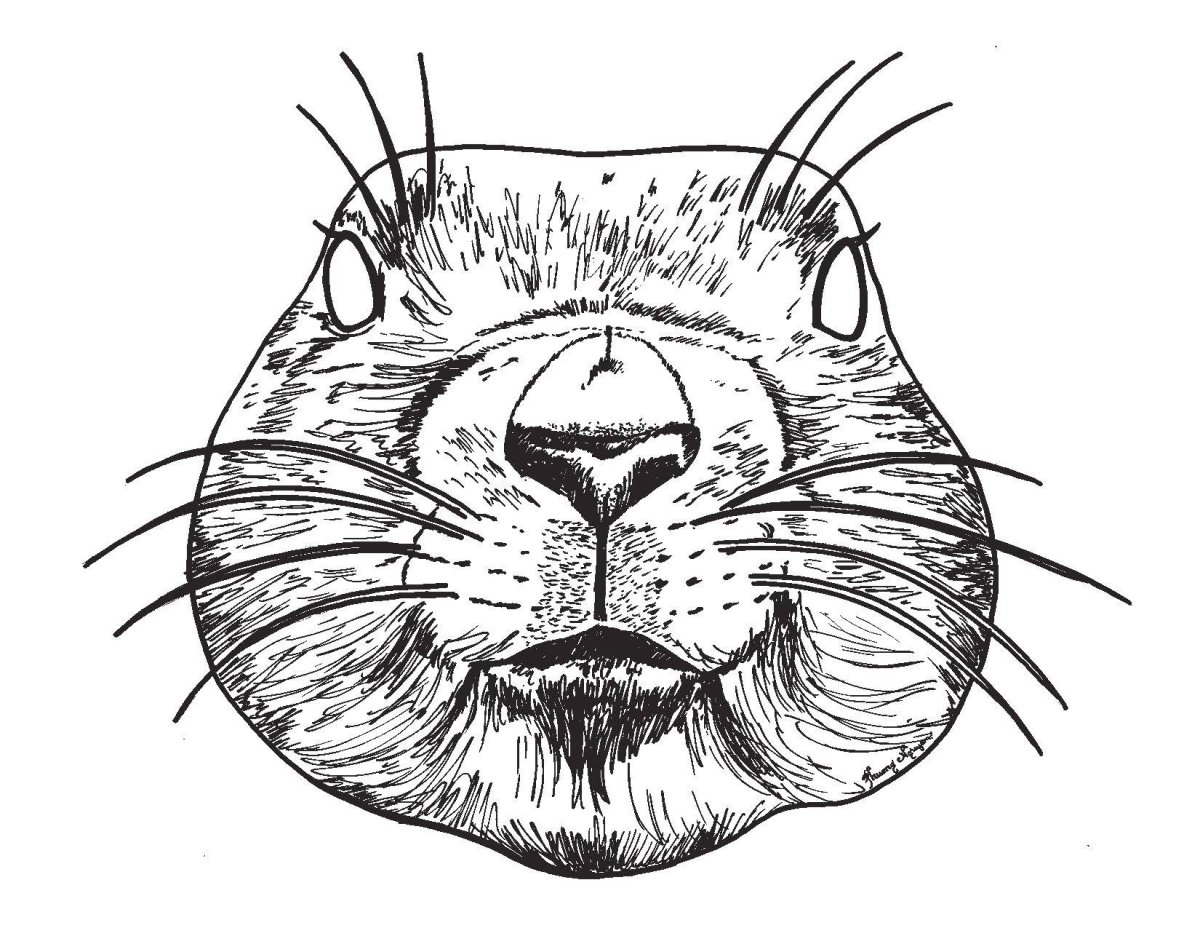 Бобр Речной обыкновенный