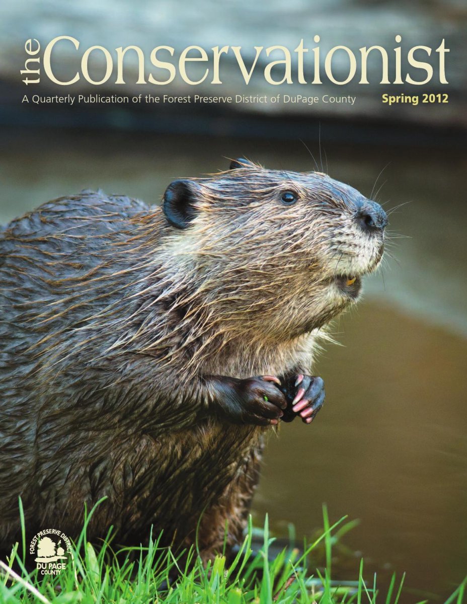 Бобр на белом фоне