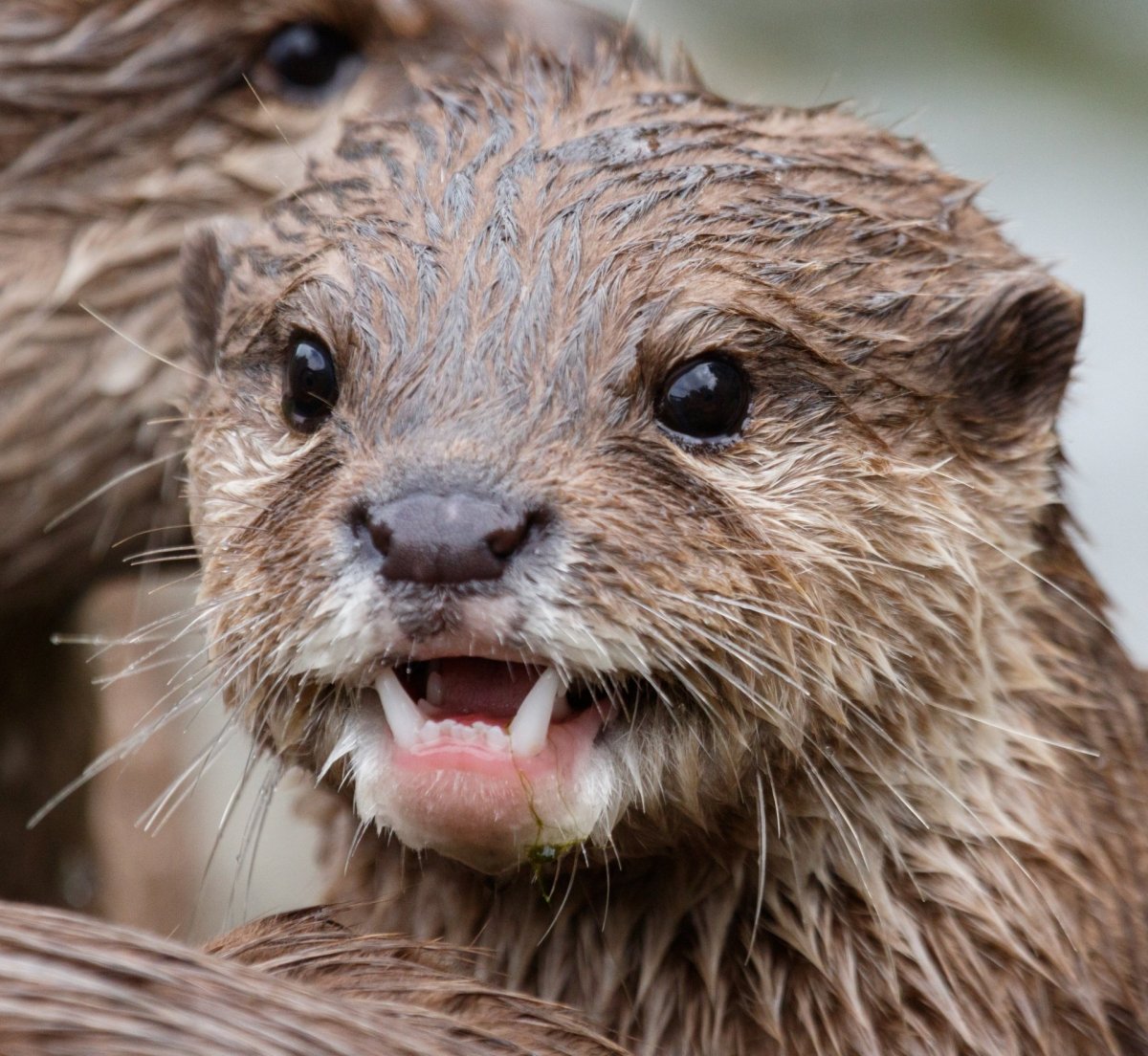 Выдра Подмосковная