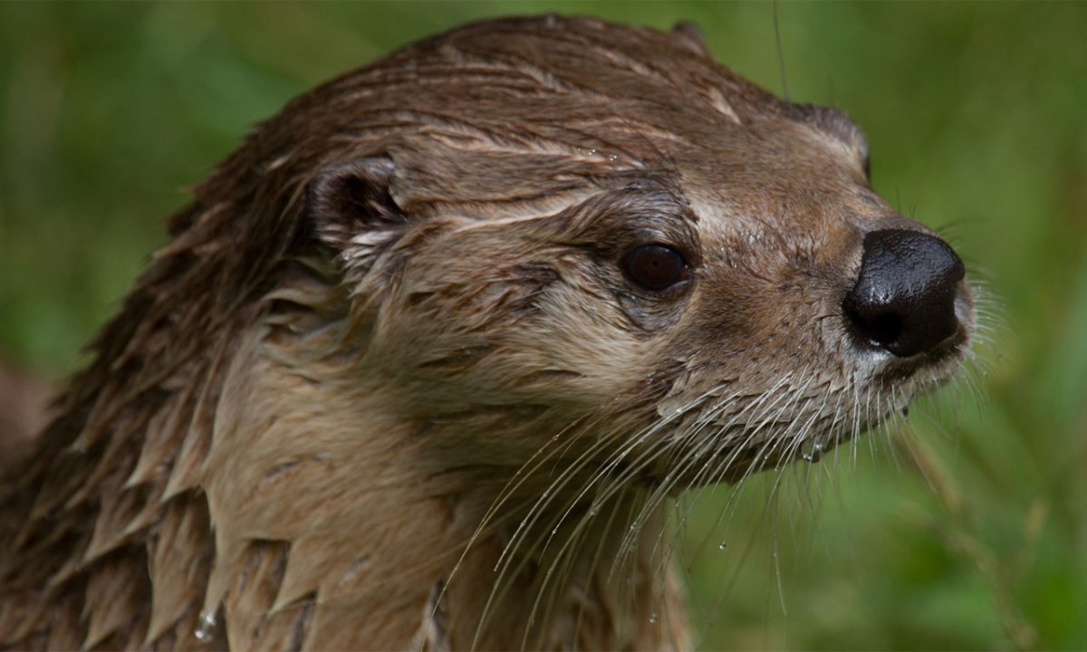 3д модель beaver VUG