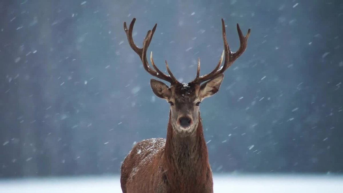 Северный олень анфас