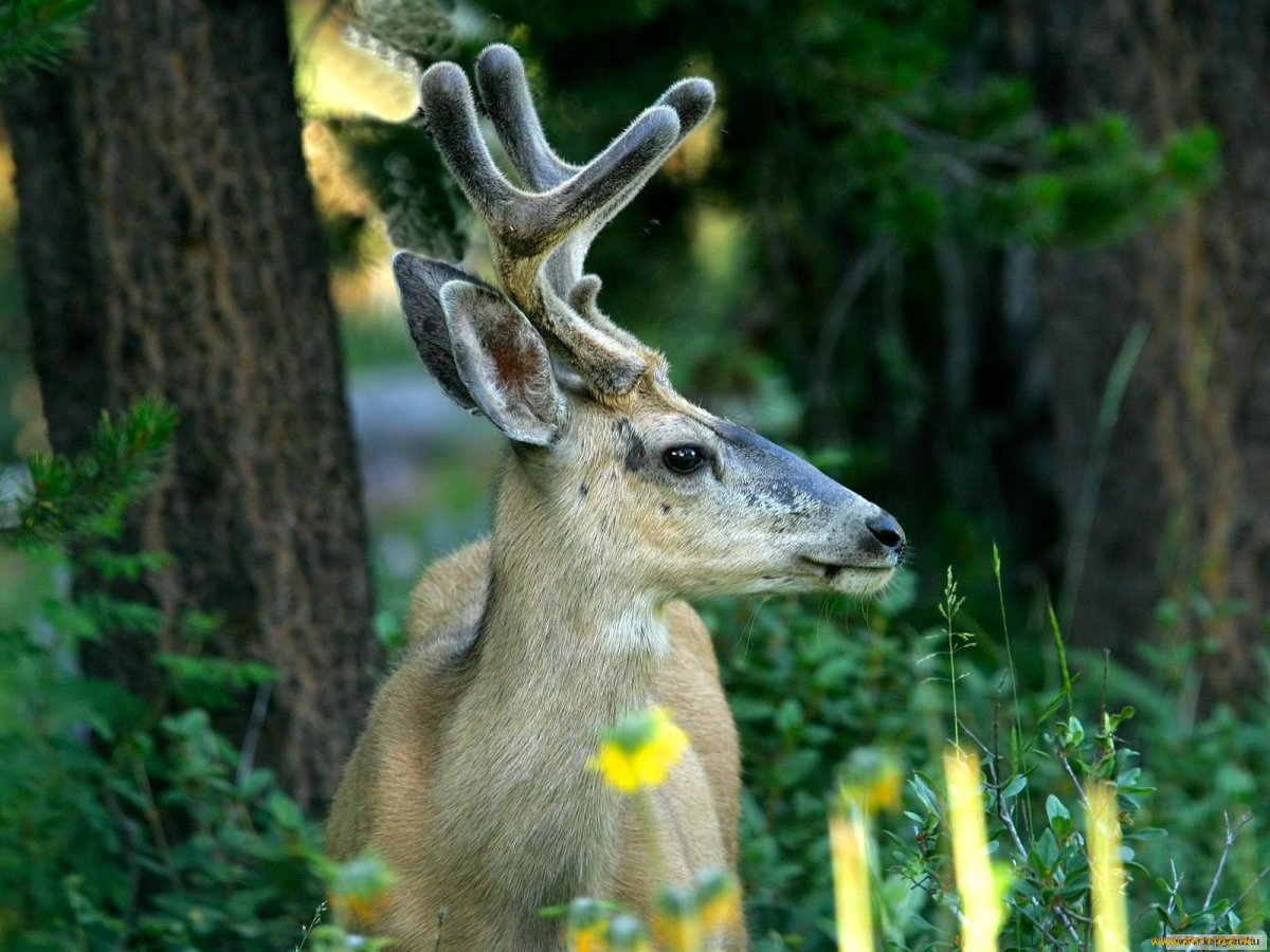 Белохвостый олень пятнистый