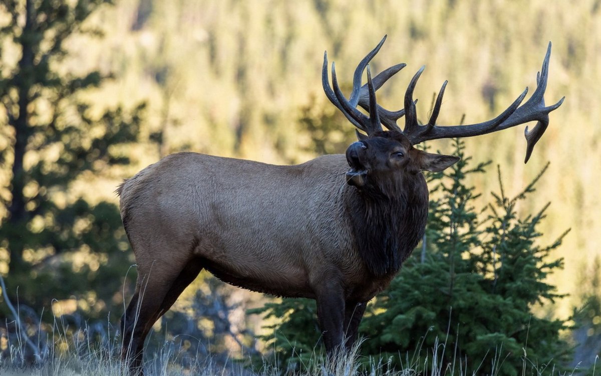 Дикие животные олень