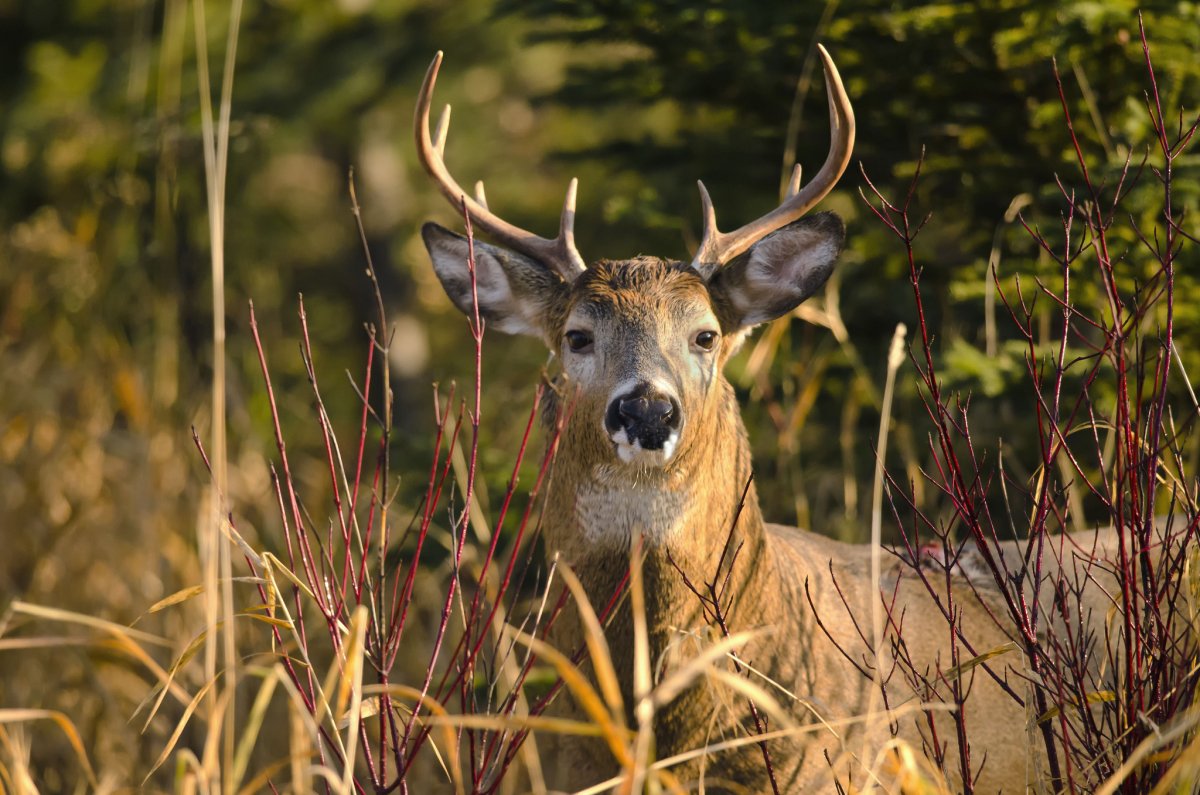 Беломордый олень