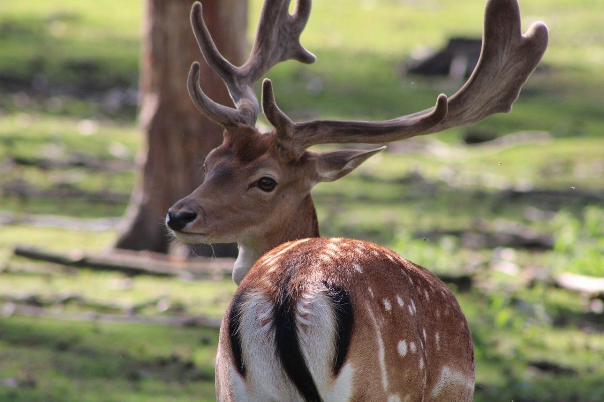 Пушистый олень