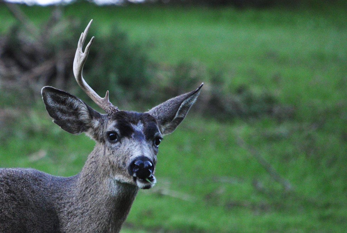 Замбра олень