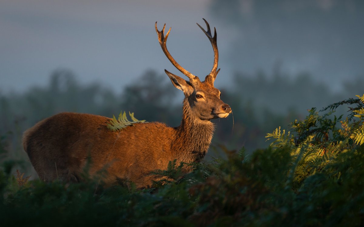 Олень в высоком разрешении