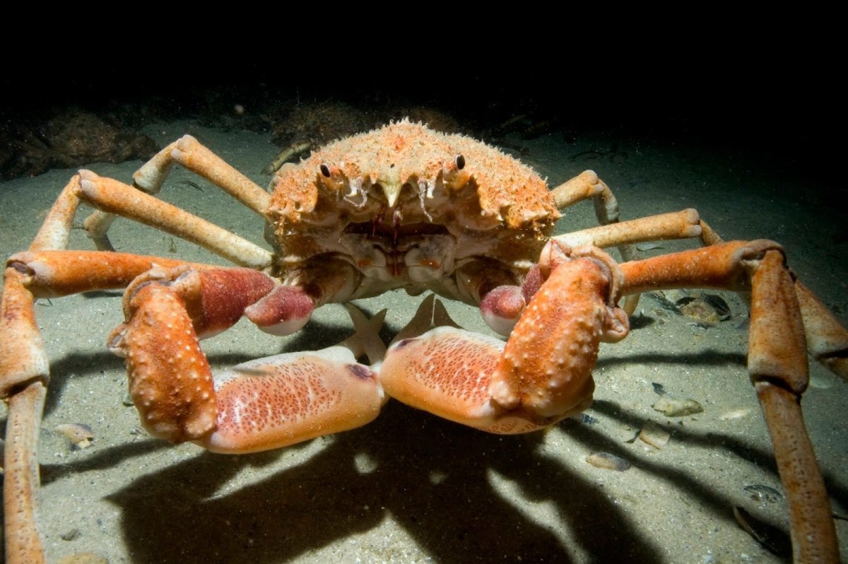 Giant Spider Crab