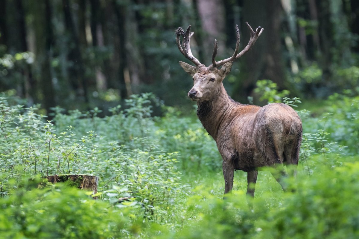 Благородный олень зона обитания