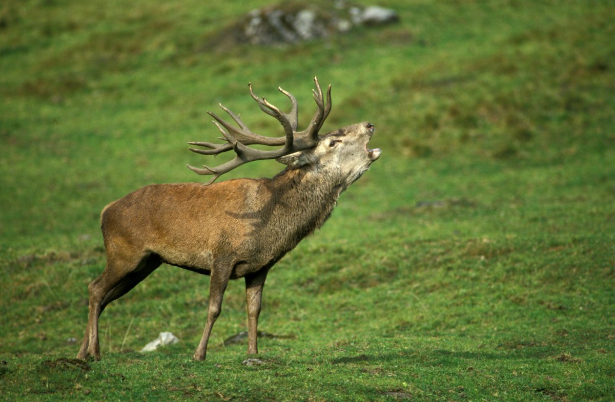 Изюбрь Дальневосточный