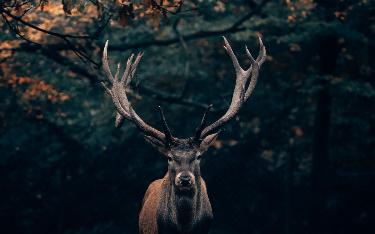 4к лес олень