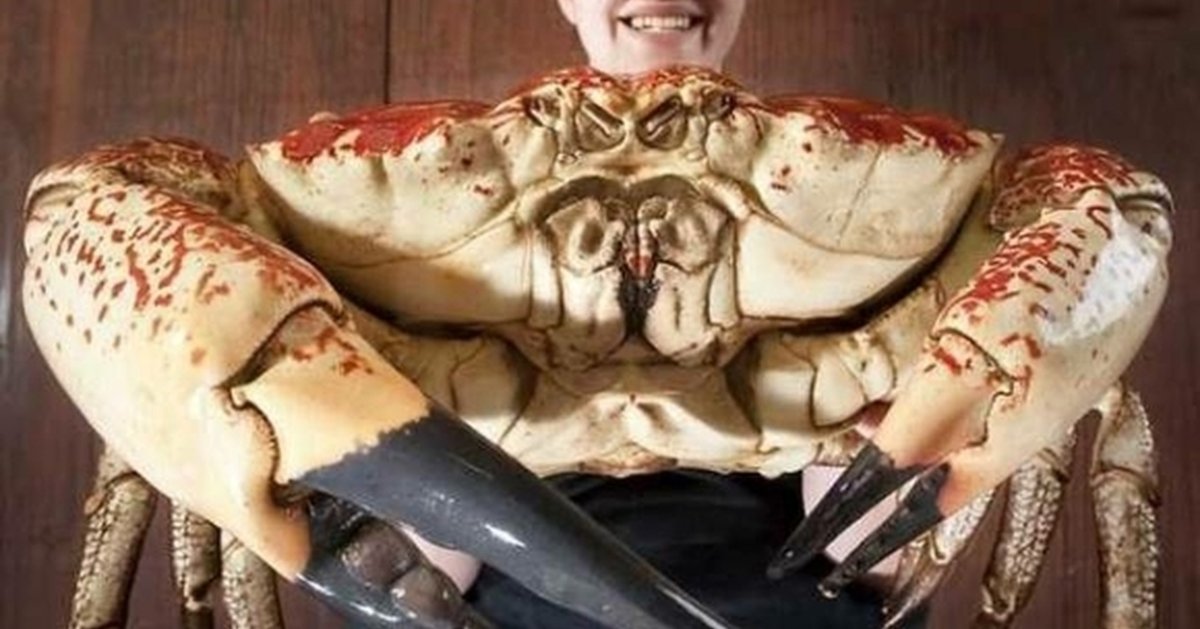 Краб Тасманский гигант