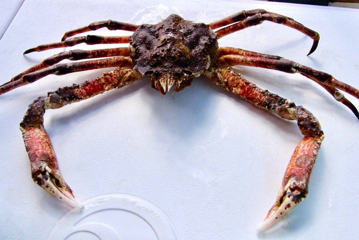 Японский краб Бонито