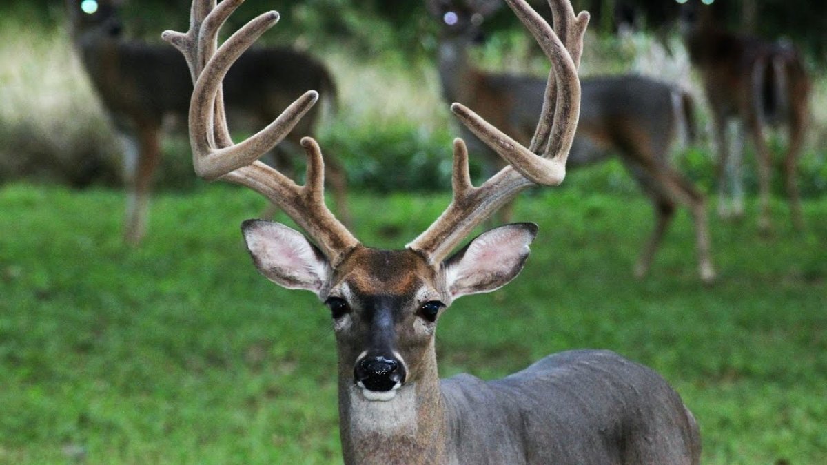 Звуки оленя