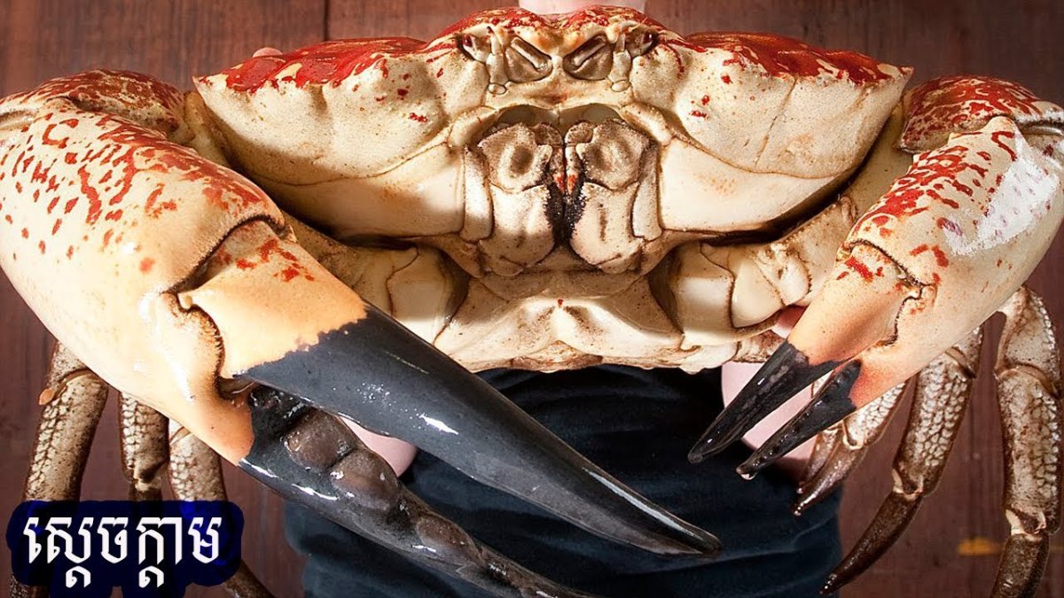 Тасманский Королевский краб