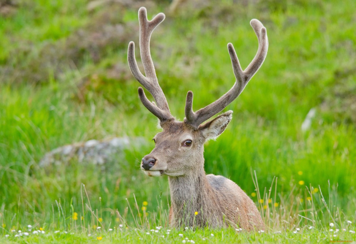 Рогатый олень