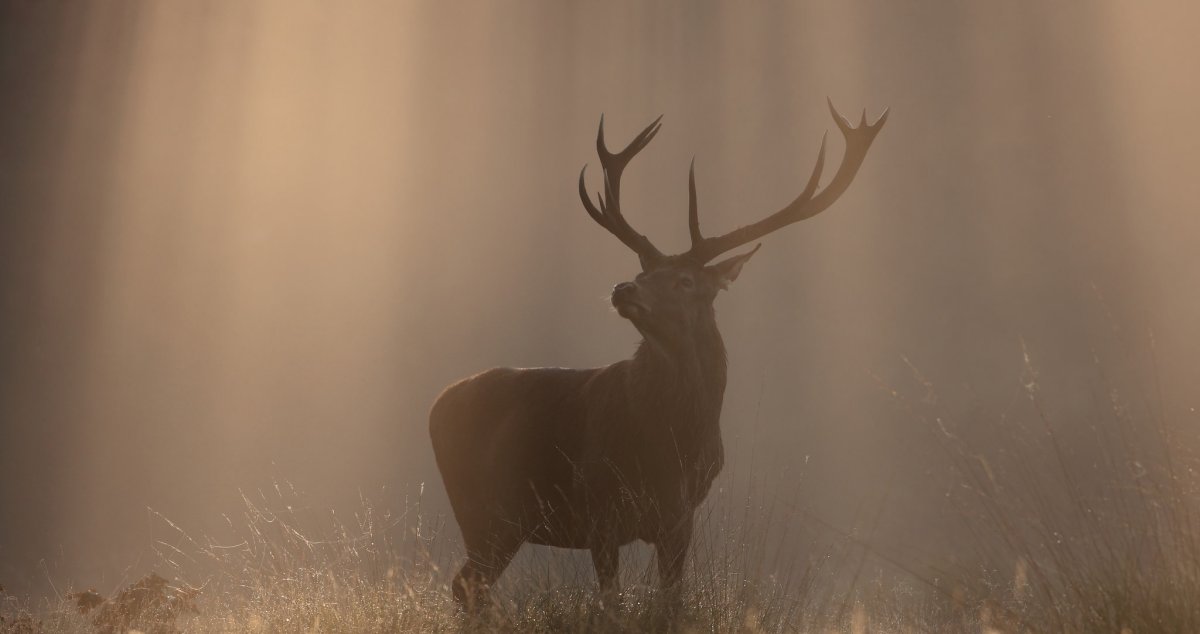 Обои на рабочий стол олень
