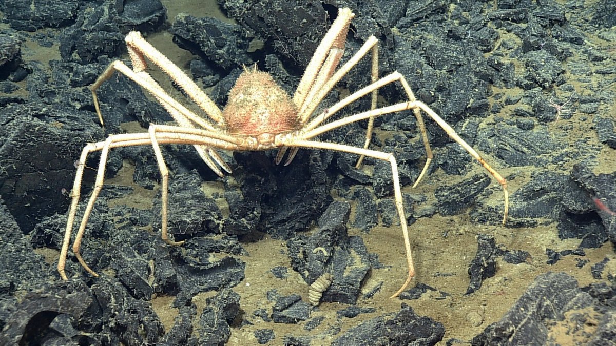 Пантопода паук