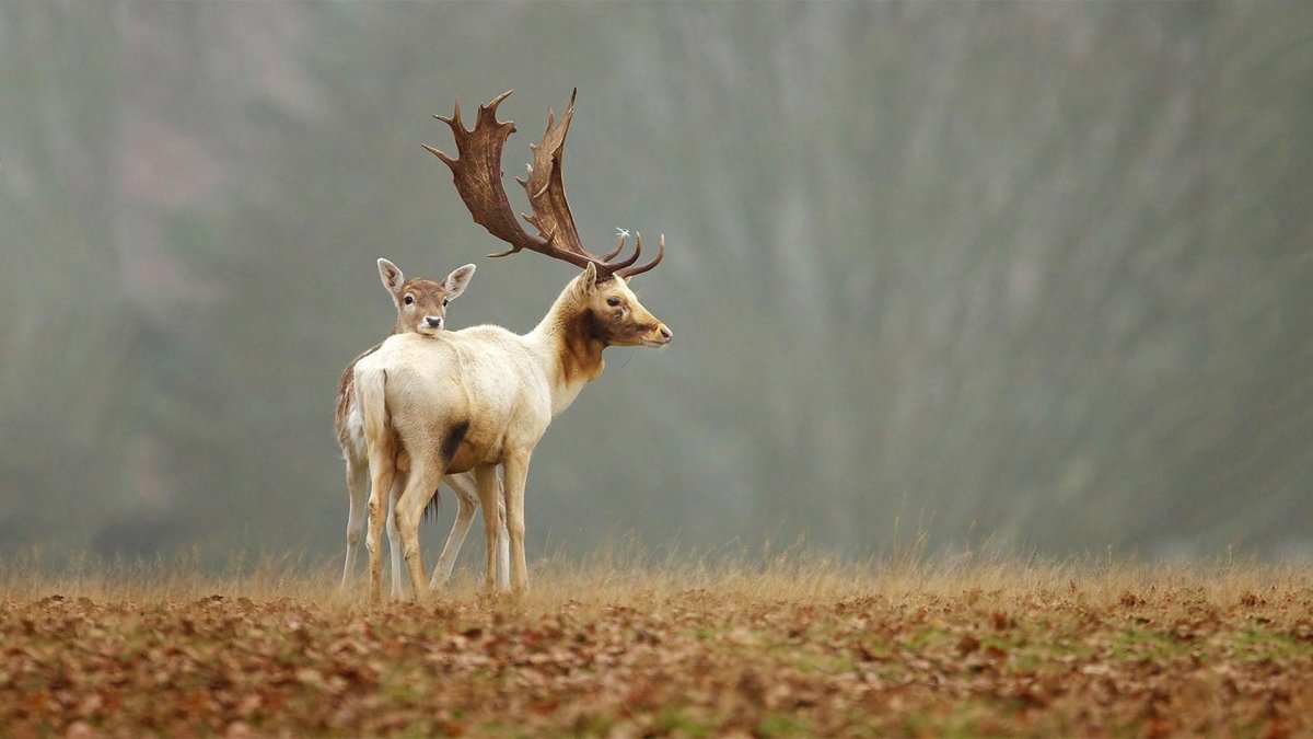 Рога белохвостого оленя