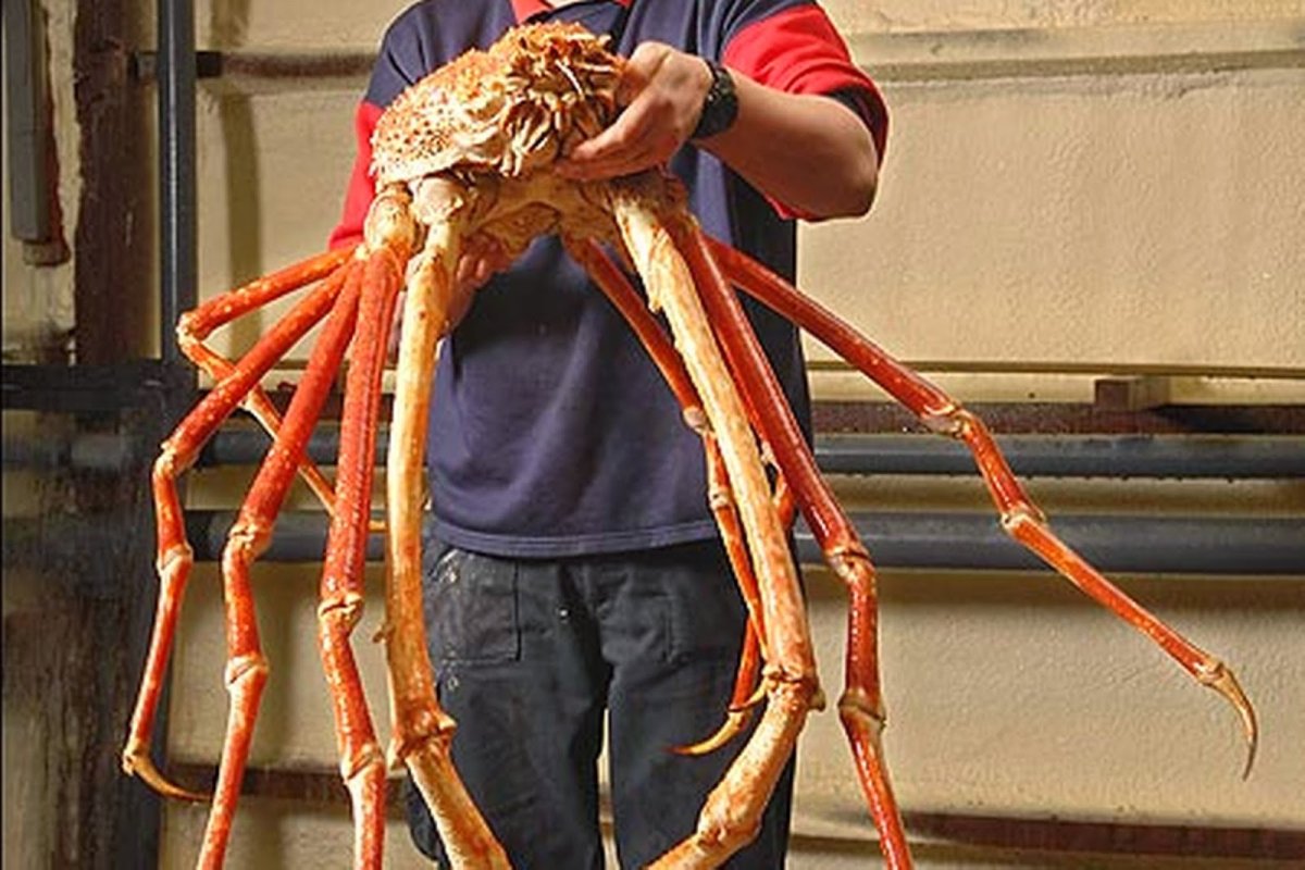 Японский краб паук 6 метров