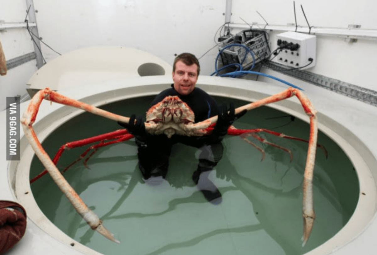 Морской паук краб