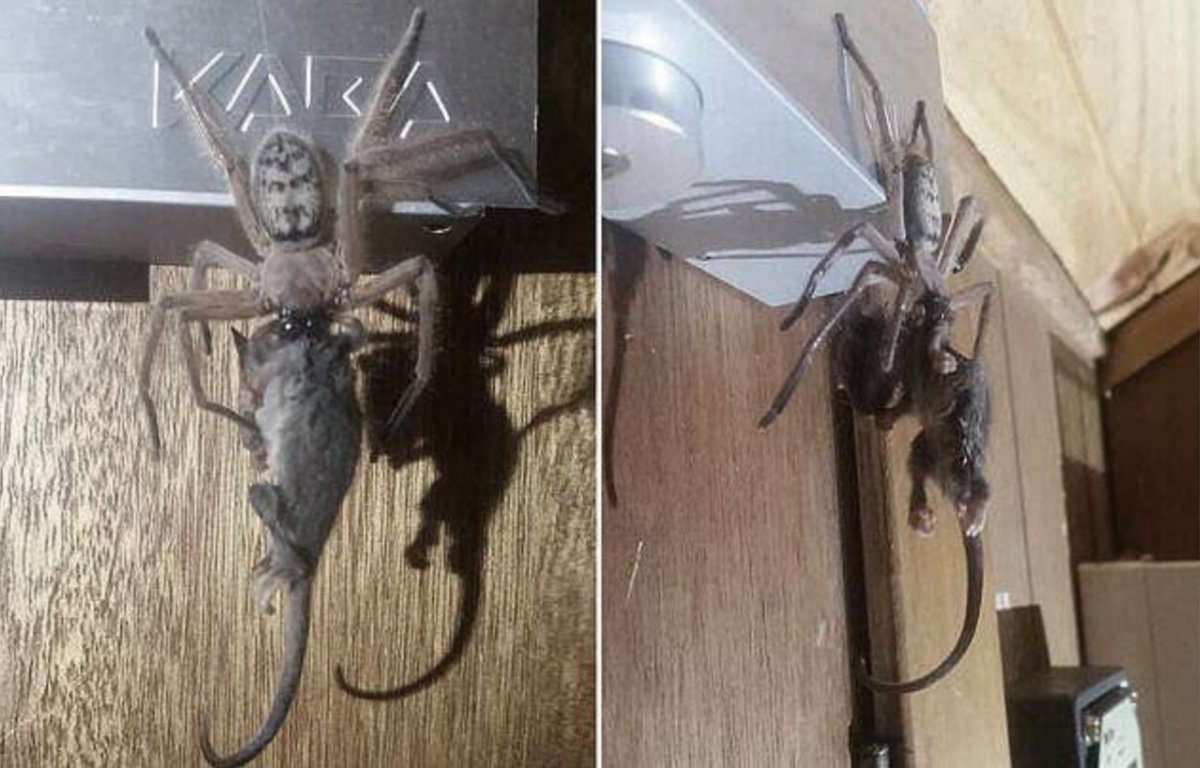 Австралия паук ест опоссума