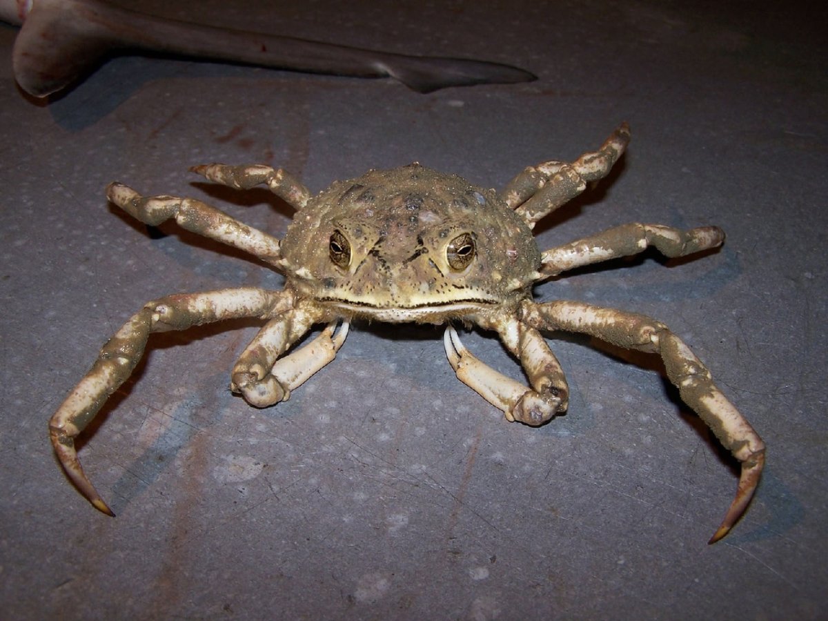 Смесь паука и краба