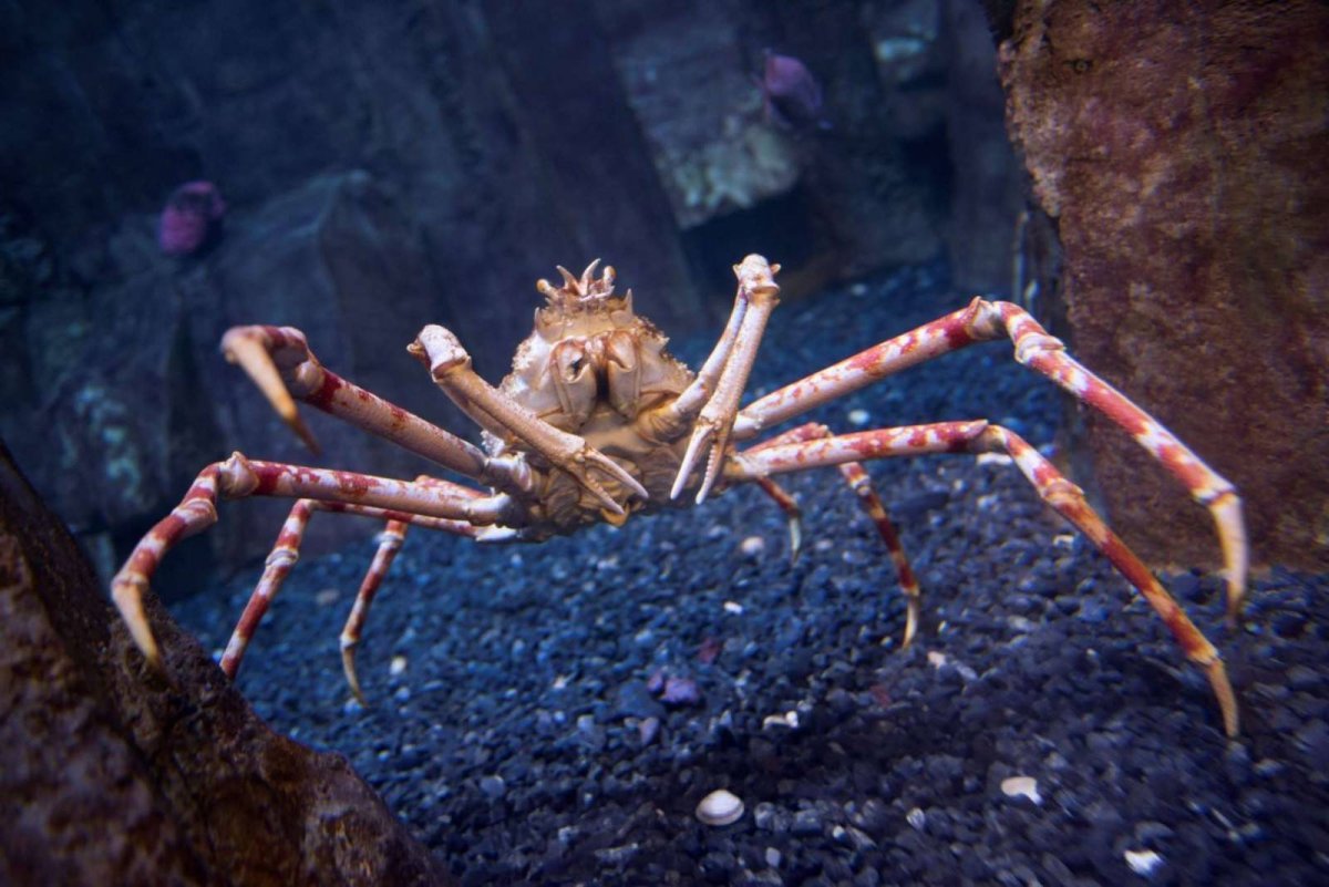 Крабы Macrocheira kaempferi