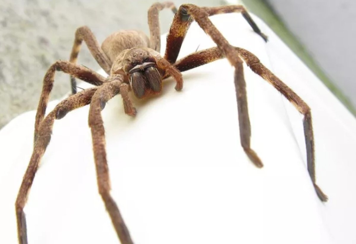 Цербал Аравийский