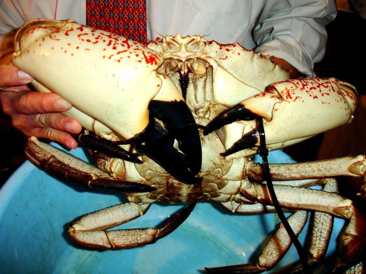 Гигантский Тасманийский краб